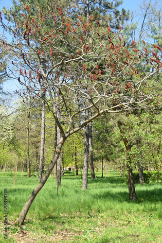 Spring vinegar tree Rhus typhina with brown inflorescences photo