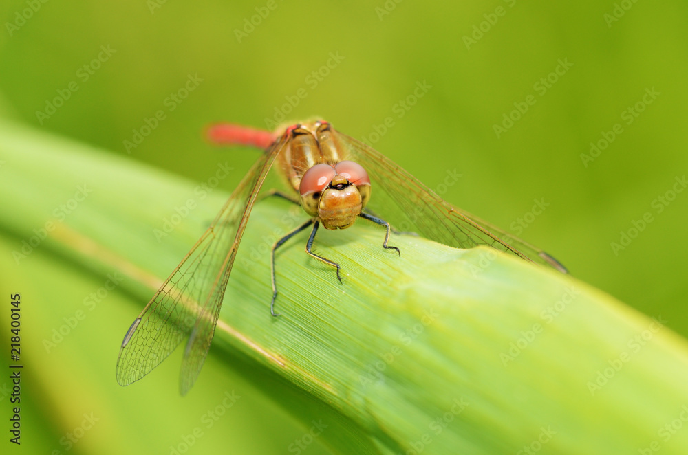 Dragonfly sitting on the stem of the plant. Dragonfly sitting on the stem of the plant.