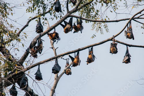 flying foxes and bats hanging from a tree - batman