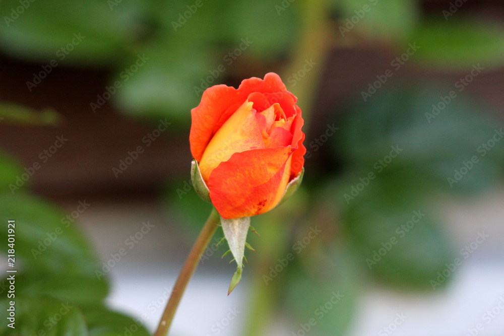 Orange yellow to bright red single rose starting to open and bloom on dark leaves background on warm sunny day Orange yellow to bright red single rose starting to open and bloom on dark leaves background on warm sunny day