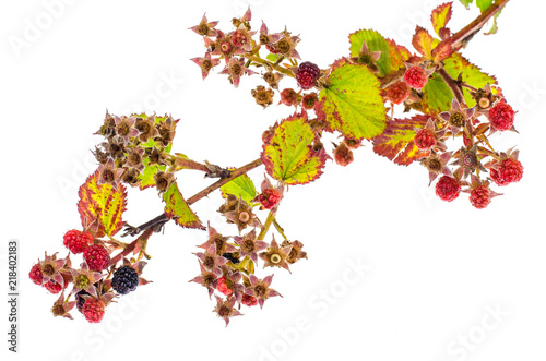 Blackberry branch with immature berries
