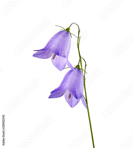 Bellflower isolated on white background photo