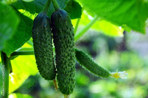 Juicy tender cucumbers on a branch in the garden on a sunny summer day close-up.