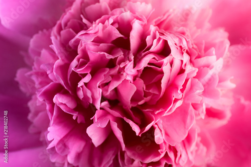 background of a peony bicoloured from pink to lilac, close-up