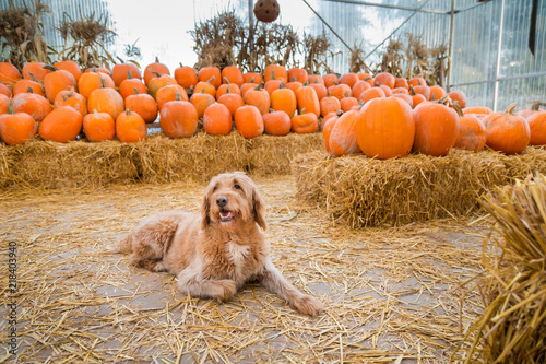 Cute golden labradoodle dog sitting in front of a bunch of pumpkins on a farm.