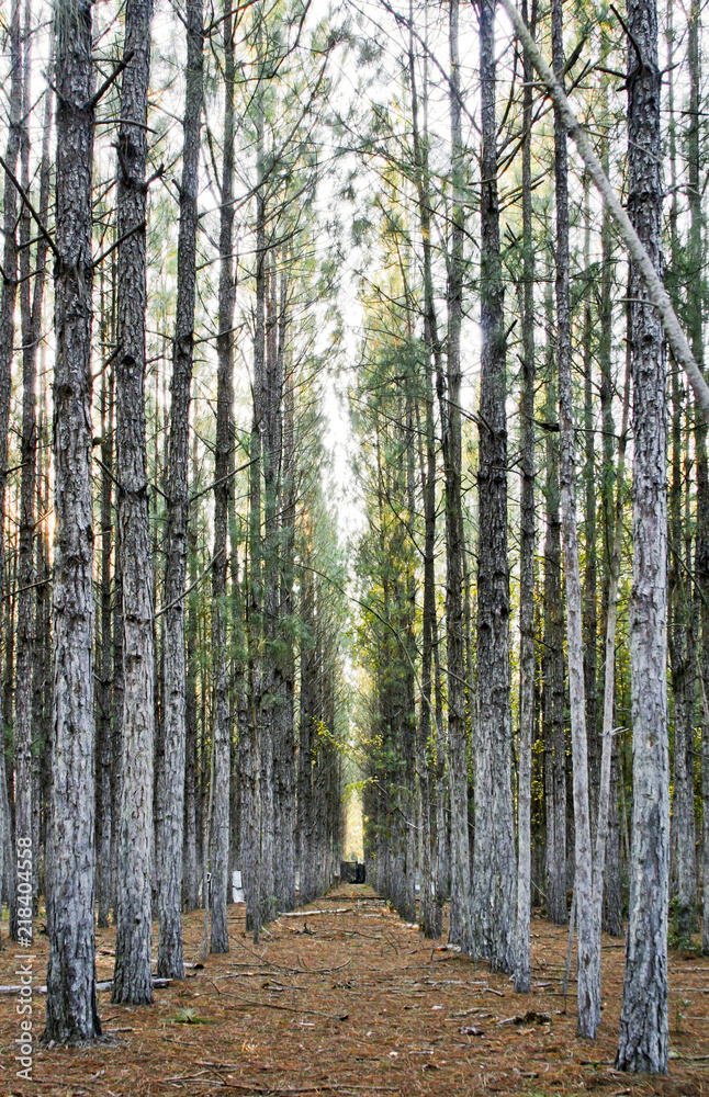 Obraz premium Forest Path