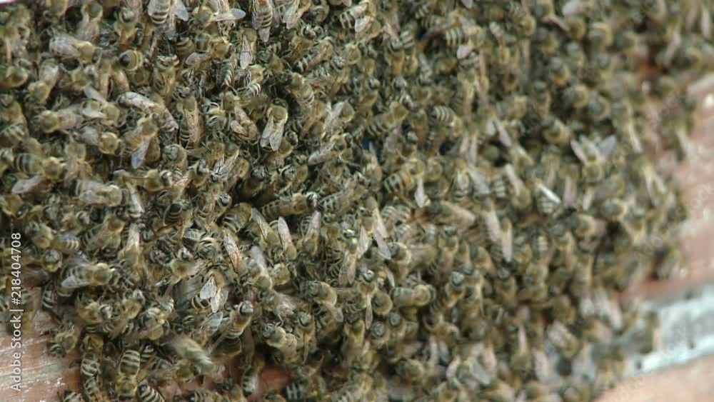 The bee swarm near the entrance to the hive. Apiary The bee swarm near the entrance to the hive. Apiary