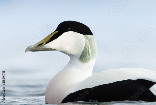 Close-up of a male Common Eider