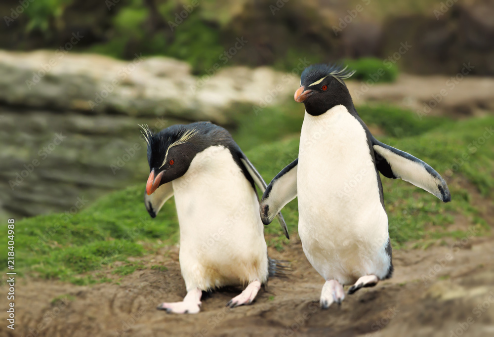 Obraz premium Southern rockhopper penguins, Falkland Islands..