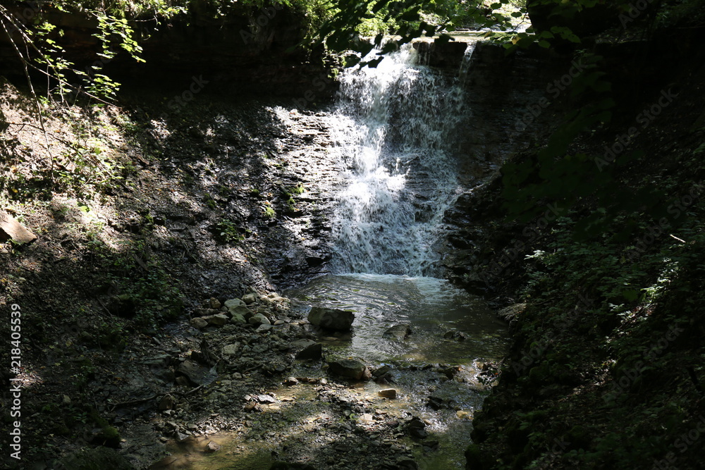 forest and spring