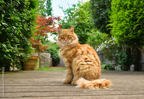 Canvastavla Ginger cat standing on the decking in the garden