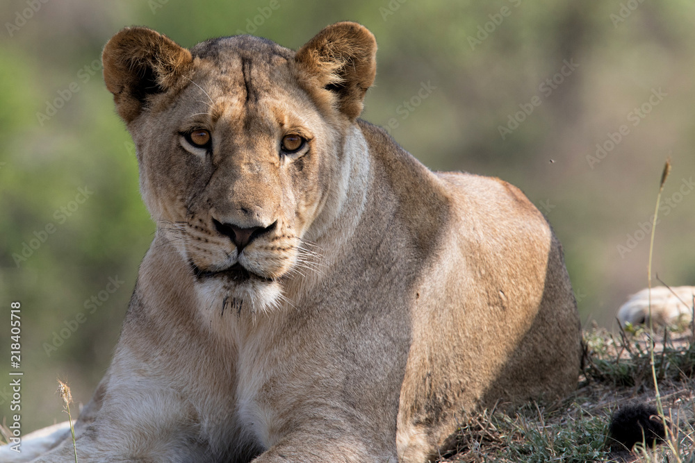 Portrait of a lioness in Sabi Sands Game Reserve, part of the Greater Kruger Region, in South Africa Portrait of a lioness in Sabi Sands Game Reserve, part of the Greater Kruger Region, in South Africa