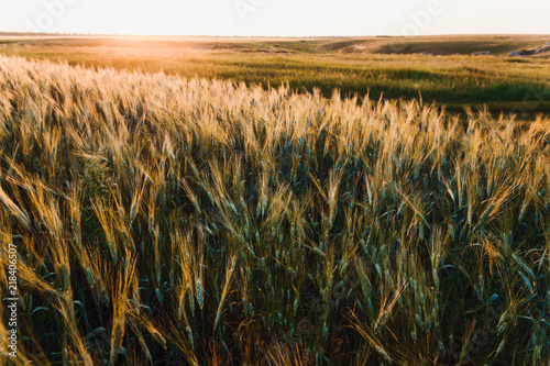 large field of wheat