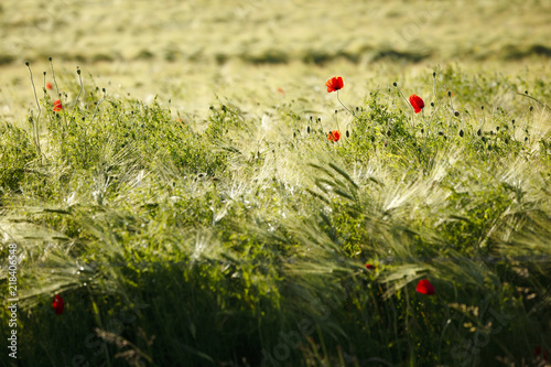 Rye Field In Summer © IndustryAndTravel