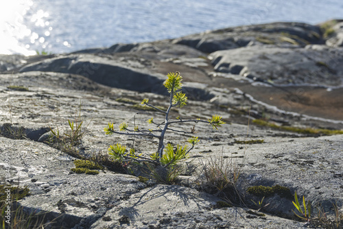 A small pine on a granite rock. photo