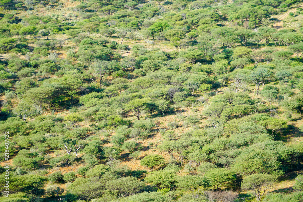 Distant acacia tree covered African landscape in Namibia.