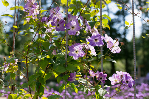 Clematis on a metal pole
