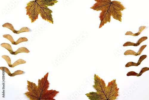 Tableau sur toile Seasons, background and texture concept-close up of colorful autumn leaves and maple seeds on a white background