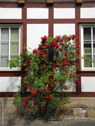Rosen in Eschwege © Fotolyse