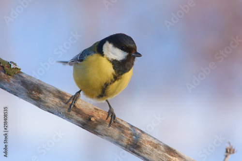 Closeup of a great tit sitting on a branch on a soft watercolor background.