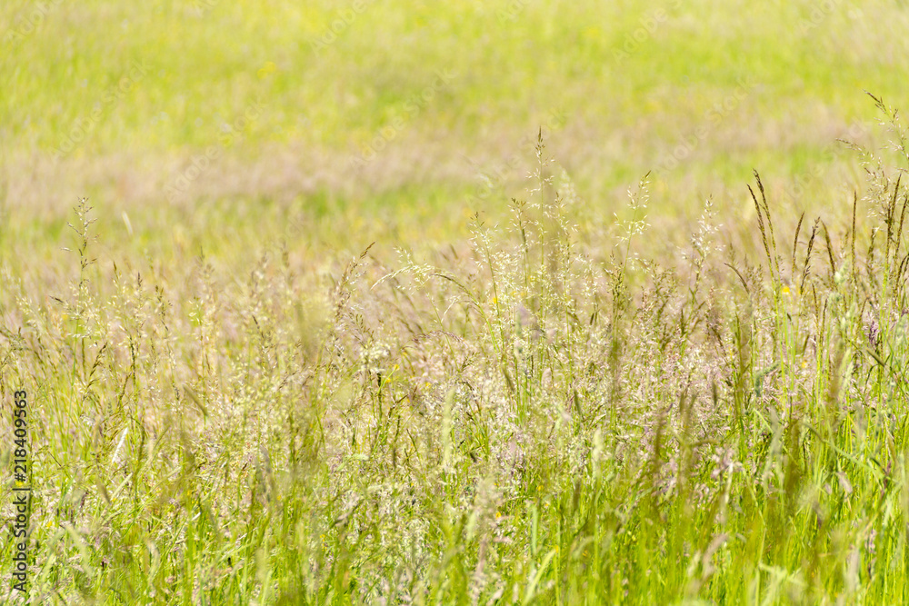 Fototapeta premium sunny hayfield scenery