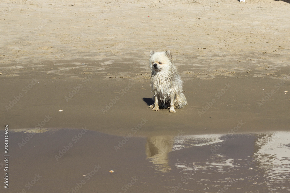 Little white wet dog sitting on the beach Little white wet dog sitting on the beach