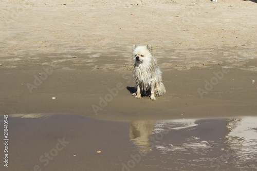 Little white wet dog sitting on the beach © Iryna
