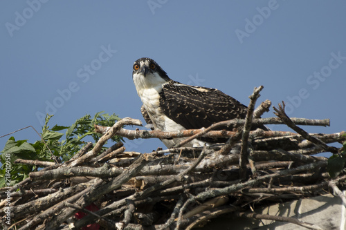 Osprey in the nest