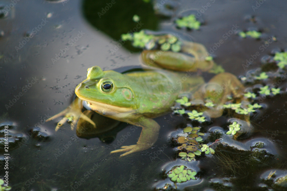 frog frog