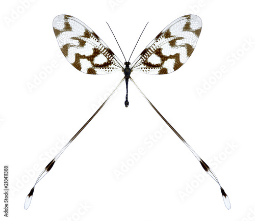 Nemopteridae Nemoptera sinuata on a white background