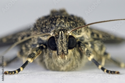 Svensson's copper underwing moth (Amphipyra berbera) photo