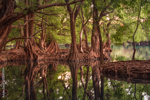 Beautiful reflection of trees at the Camecuaro Lake National Park in Michoacan, Mexico 