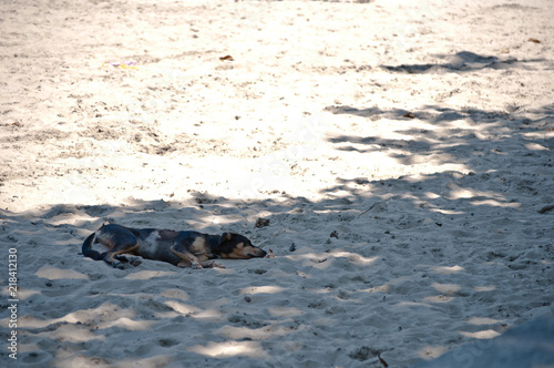 Dog Having a Beach Sleep