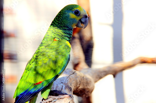 ZooParc de Beauval photo