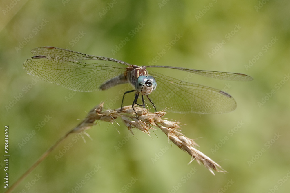Blue Dasher dragonfly perched on a grass plant Blue Dasher dragonfly perched on a grass plant