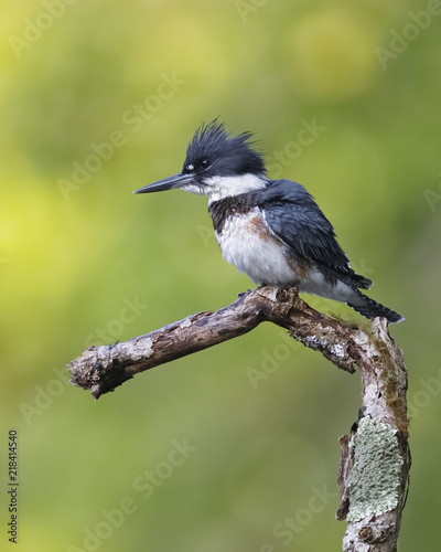 Juvenile Belted Kingfisher perched on a dead branch photo