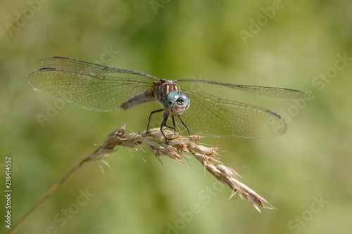 Blue Dasher dragonfly perched on a grass plant © Brian Lasenby