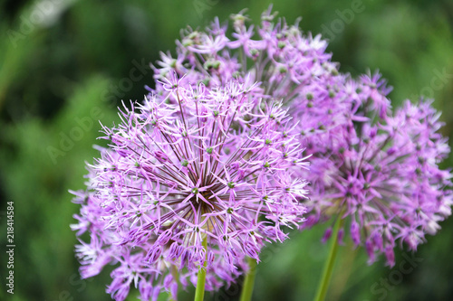 flower  purple  nature  plant  allium  garden  onion  green  spring  bloom  flora  summer  blossom  flowers  pink  macro  herb  field  chives  beautiful  beauty  closeup  botany  clover  blooming