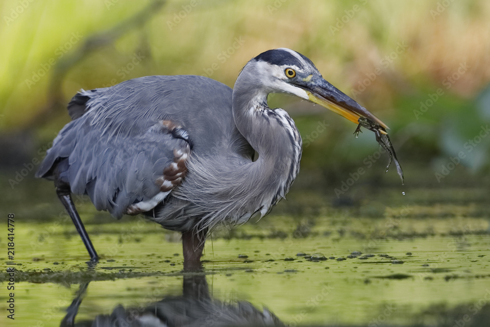 Fototapeta premium Great Blue Heron eating a green frog
