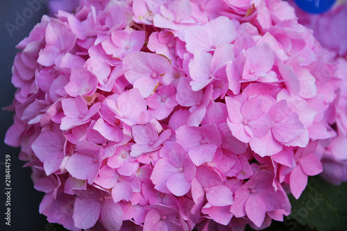 hydrangea, flower, white, blossom, nature, spring, garden, plant, green, flowers, lilac, bloom, tree, beauty, blooming, macro, bush, beautiful, flora, floral, petal, summer, branch, leaf, season