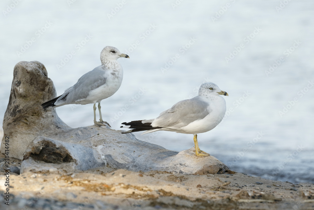 Two Ring-billed Gulls perched on a piece of driftwood Two Ring-billed Gulls perched on a piece of driftwood