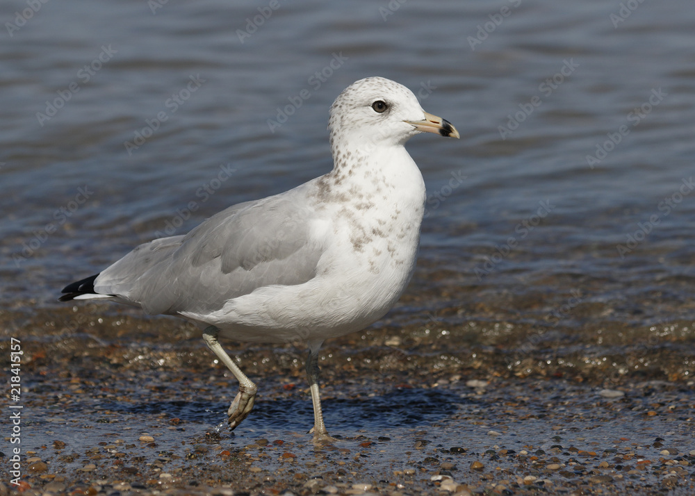 Fototapeta premium Ring-billed Gull foraging on a Lake Huron beach