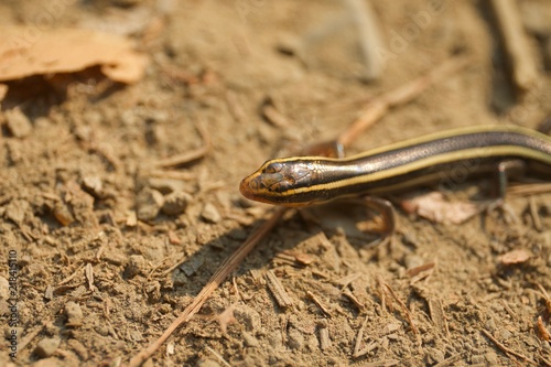 Juvenile Gilbert's Skink with blue tail. Armstrong Redwoods State Natural Reserve, California - to preserve 805 acres of coast redwoods (Sequoia sempervirens). The reserve is located in Sonoma County,