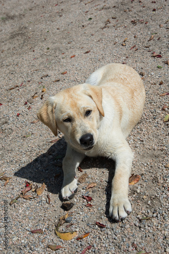 Yellow Lab puppy posing