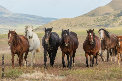 Beautiful Wild Horses in Utah in Summer