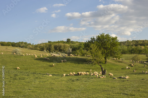A herd of goats and sheep. Animals graze in the meadow. Mountain pastures of Europe.