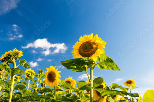 Fototapeta Naklejka Na Ścianę i Meble -  Sunflowers on blue sky background