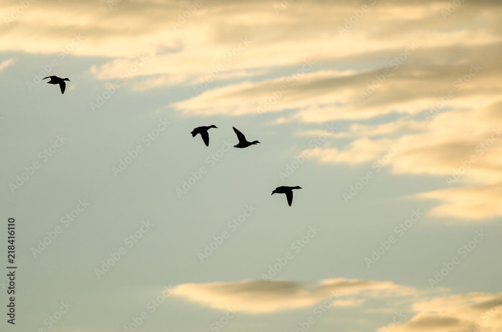 Silhouetted Flock of Ducks Flying in the Sunset Sky