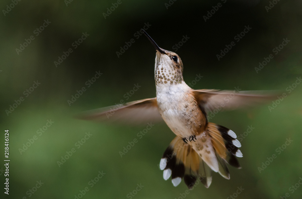 Fototapeta premium Adorable Little Rufous Hummingbird Hovering in Flight Deep in the Forest