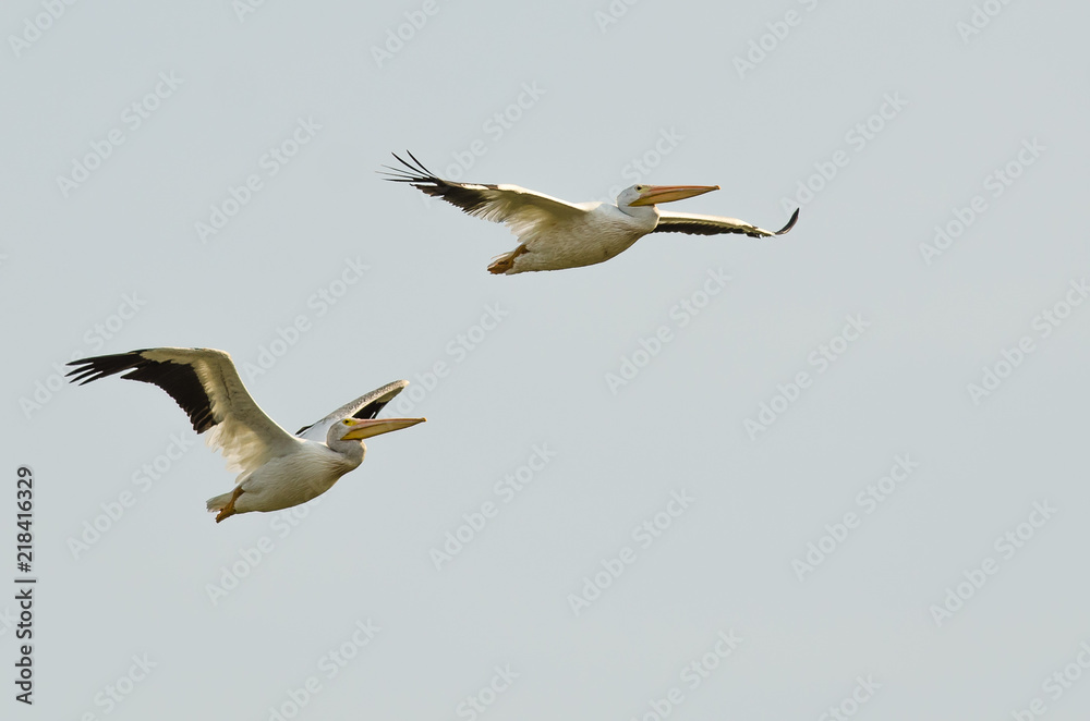 Pair of American White Pelicans Flying in a Blue Sky
